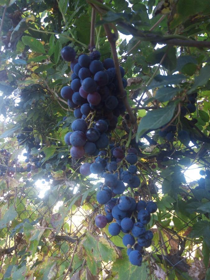 Loft Los Cerezos En Vistalba, Zona De Vinedos Y Bodegas Lujan de Cuyo Екстер'єр фото