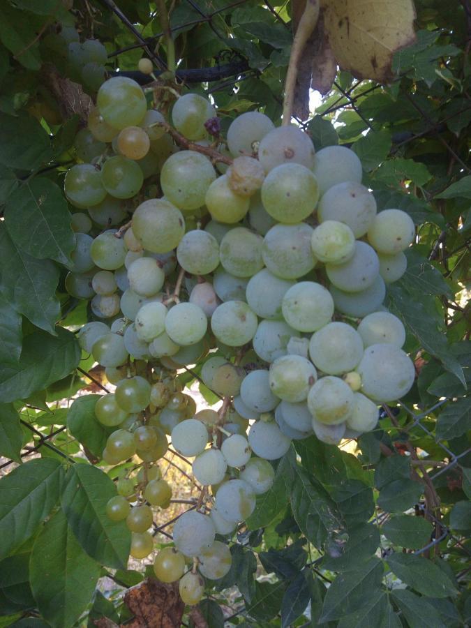 Loft Los Cerezos En Vistalba, Zona De Vinedos Y Bodegas Lujan de Cuyo Екстер'єр фото